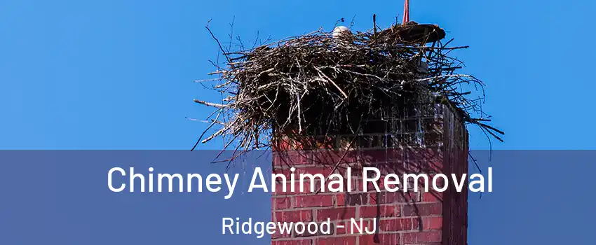Chimney Animal Removal Ridgewood - NJ