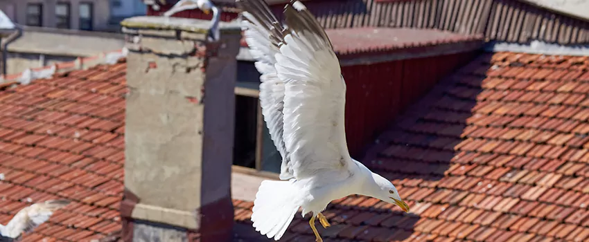 Residential Chimney Animal Removal Solution in Ridgewood, NJ