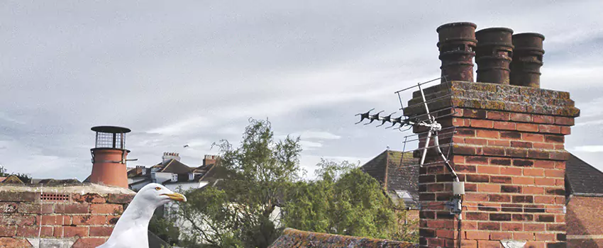 Chimney Cleaning And Restoration in Ridgewood, New Jersey
